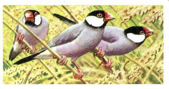1974 Brooke Bond Tropical Birds #43 Java Sparrow Front