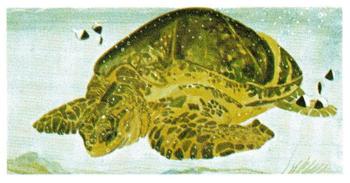 1978 Brooke Bond Vanishing Wildlife #1 Green Turtle Front