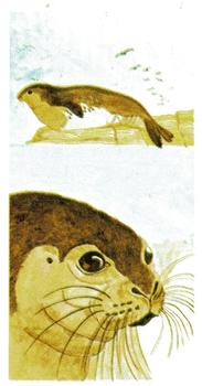 1978 Brooke Bond Vanishing Wildlife #2 Mediterranean Monk Seal Front