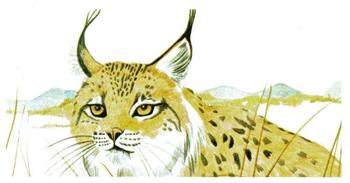 1978 Brooke Bond Vanishing Wildlife #5 Spanish Lynx Front