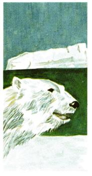 1978 Brooke Bond Vanishing Wildlife #6 Polar Bear Front