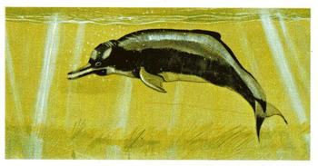 1978 Brooke Bond Vanishing Wildlife #14 Indus Dolphin Front