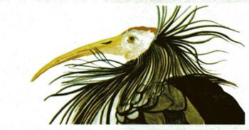 1988 Brooke Bond Vanishing Wildlife #16 Bald Ibis Front