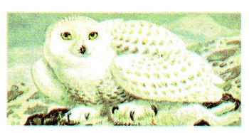 1965 Brooke Bond Wild Birds in Britain #33 Snowy Owl Front