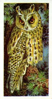 1965 Brooke Bond Wild Birds in Britain #34 Long-eared Owl Front