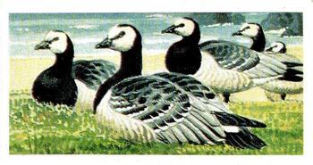 1965 Brooke Bond Wild Birds in Britain #40 Barnacle Goose Front