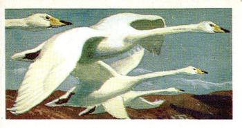 1965 Brooke Bond Wild Birds in Britain #42 Whooper Swan Front