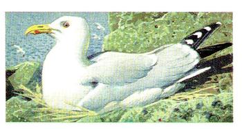 1965 Brooke Bond Wild Birds in Britain #44 Herring Gull Front
