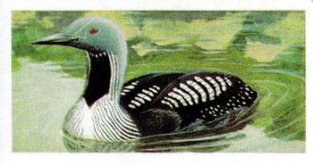 1965 Brooke Bond Wild Birds in Britain #49 Black-Throated Diver Front