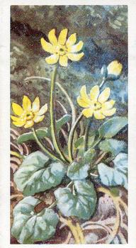 1959 Brooke Bond Wild Flowers Series 2 #1 Lesser Celandine Front