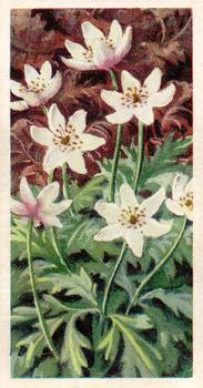 1959 Brooke Bond Wild Flowers Series 2 #2 Wood Anemone Front