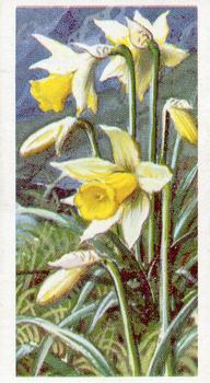 1959 Brooke Bond Wild Flowers Series 2 #4 Daffodil Front