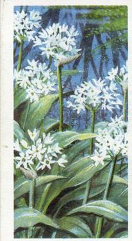 1959 Brooke Bond Wild Flowers Series 2 #6 Wild Garlic Front