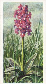 1959 Brooke Bond Wild Flowers Series 2 #9 Early Purple Orchis Front