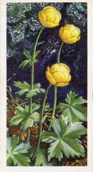 1959 Brooke Bond Wild Flowers Series 2 #13 Globe Flower Front