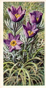 1959 Brooke Bond Wild Flowers Series 2 #14 Pasque Flower Front