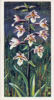 1959 Brooke Bond Wild Flowers Series 2 #15 Marsh Helleborine Front