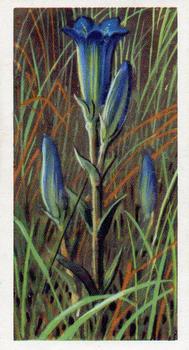 1959 Brooke Bond Wild Flowers Series 2 #19 Marsh Gentian Front