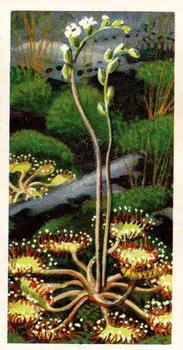 1959 Brooke Bond Wild Flowers Series 2 #21 Sundew Front