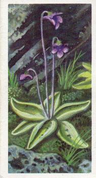 1959 Brooke Bond Wild Flowers Series 2 #22 Butterwort Front