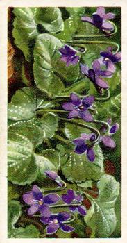 1959 Brooke Bond Wild Flowers Series 2 #23 Sweet Violet Front