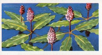 1959 Brooke Bond Wild Flowers Series 2 #26 Amphibious Persicaria Front