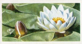 1959 Brooke Bond Wild Flowers Series 2 #27 White Water-Lily Front