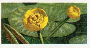 1959 Brooke Bond Wild Flowers Series 2 #28 Yellow Water-Lily Front