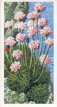1959 Brooke Bond Wild Flowers Series 2 #31 Sea-Pink Front