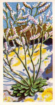 1959 Brooke Bond Wild Flowers Series 2 #32 Sea Lavender Front