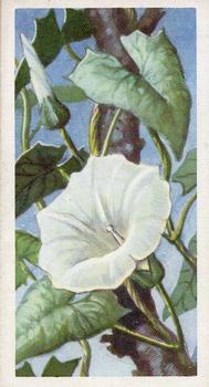 1959 Brooke Bond Wild Flowers Series 2 #36 Greater Bindweed Front