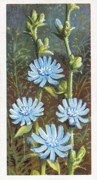 1959 Brooke Bond Wild Flowers Series 2 #40 Chicory Front