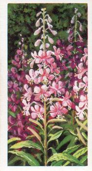 1959 Brooke Bond Wild Flowers Series 2 #47 Rose-Bay Willow-Herb Front