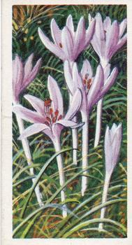 1959 Brooke Bond Wild Flowers Series 2 #50 Meadow Saffron Front
