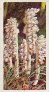 1964 Brooke Bond Wild Flowers Series 3 #12 Toothwort Front