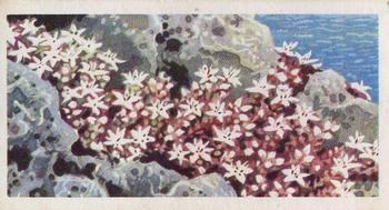 1964 Brooke Bond Wild Flowers Series 3 #28 English Stonecrop Front