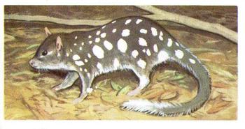1963 Brooke Bond Wildlife In Danger #1 Eastern Native Cat or Quoll Front