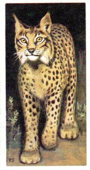 1963 Brooke Bond Wildlife In Danger #9 Spanish Lynx Front