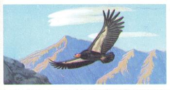 1963 Brooke Bond Wildlife In Danger #30 Californian Condor Front