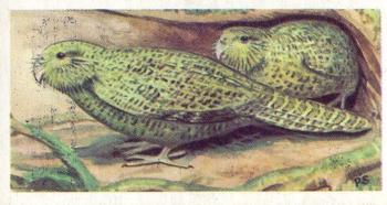 1963 Brooke Bond Wildlife In Danger #37 Kakapo or Owl Parrot Front
