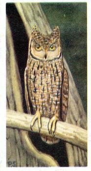 1963 Brooke Bond Wildlife In Danger #40 Seychelles Owl Front