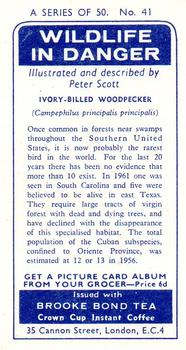 1963 Brooke Bond Wildlife In Danger #41 Ivory-Billed Woodpecker Back