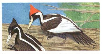 1963 Brooke Bond Wildlife In Danger #41 Ivory-Billed Woodpecker Front