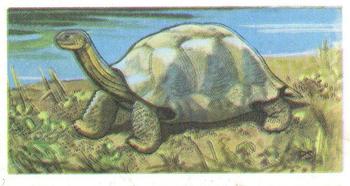 1963 Brooke Bond Wildlife In Danger #43 Galapagos Giant Tortoise Front