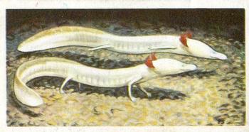 1963 Brooke Bond Wildlife In Danger #47 Texas Blind Salamander Front