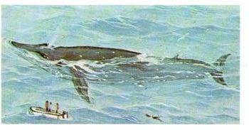 1976 Brooke Bond Wonders of Wildlife #1 Blue Whale Front