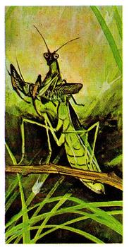 1976 Brooke Bond Wonders of Wildlife #24 Praying Mantis Front