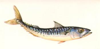 1978 Craven Black Cat Sport Fish #26 Mackerel Front