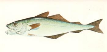 1978 Craven Black Cat Sport Fish #36 Coalfish Front