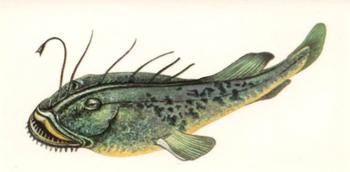 1978 Craven Black Cat Sport Fish #40 Angler Fish Front